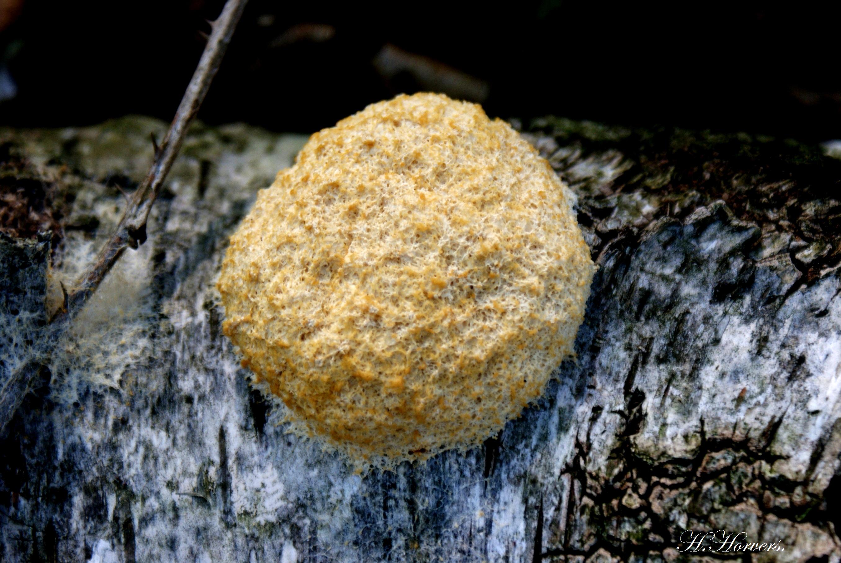 Paddestoelen - Zwammen