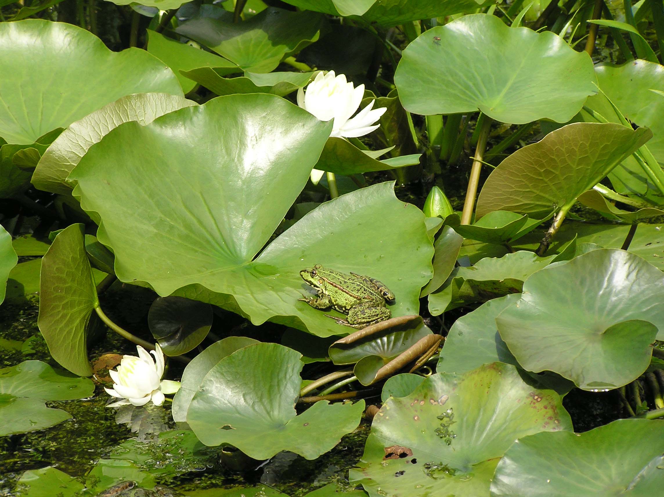 kikker op waterlelieblad