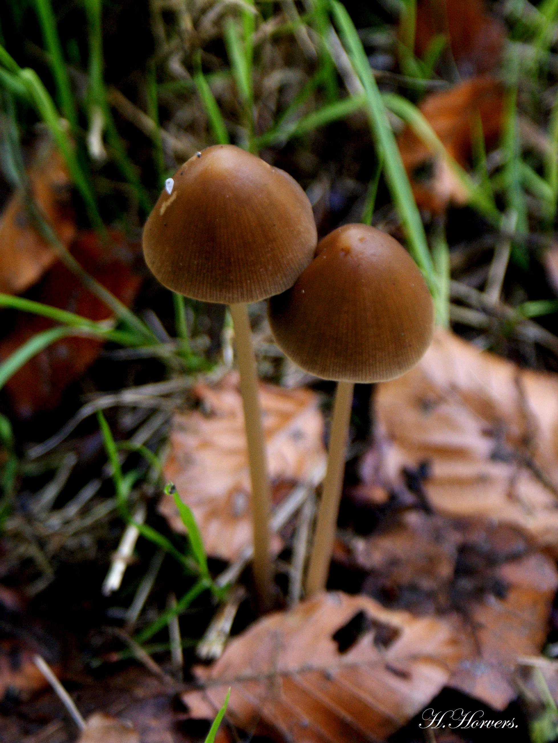 Paddestoelen - Zwammen