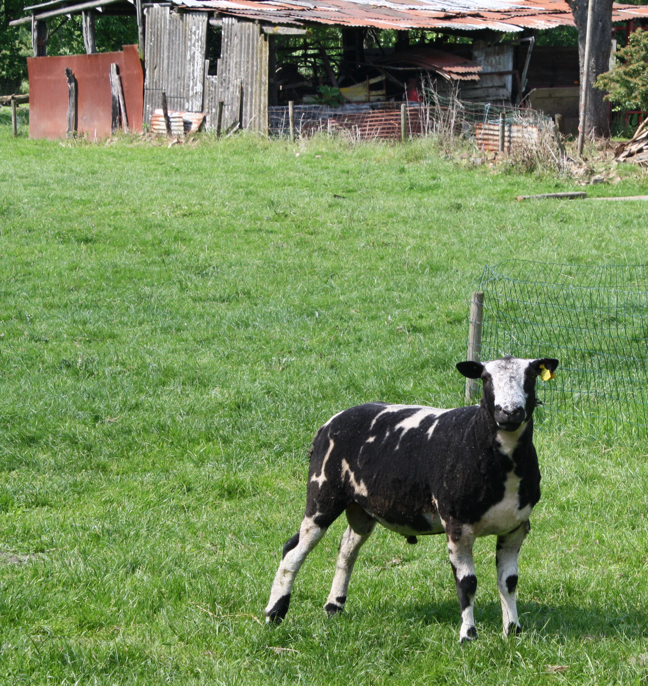 Zwartbont schaap