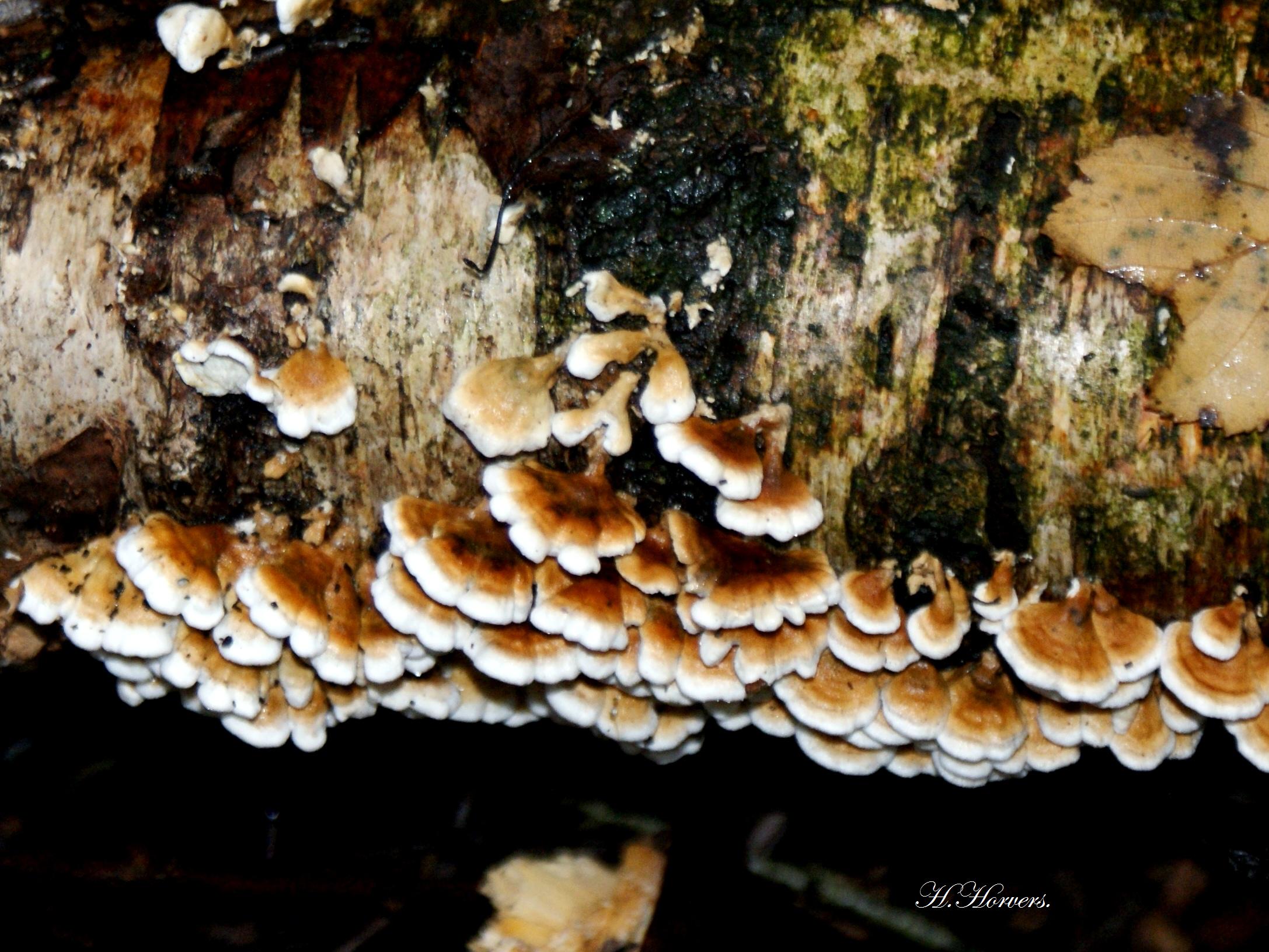 Paddestoelen-Zwammen.
