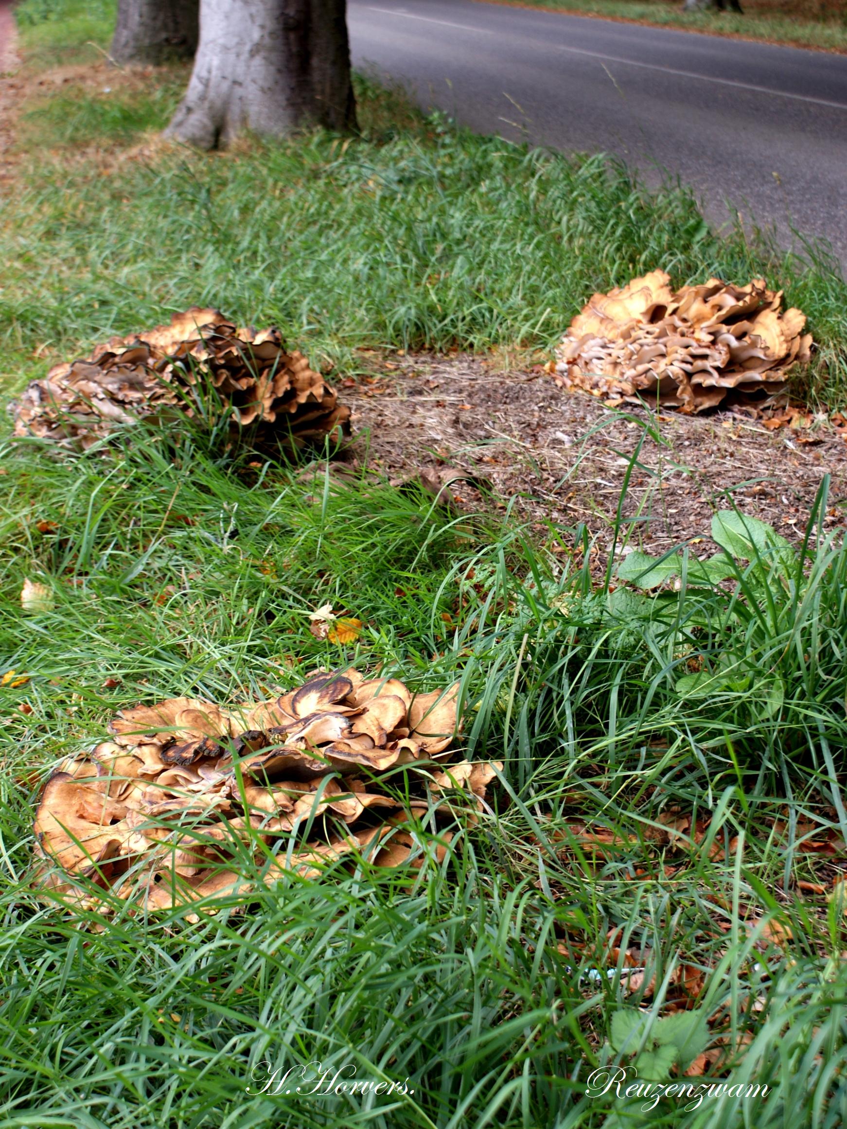 Paddestoelen - Zwammen