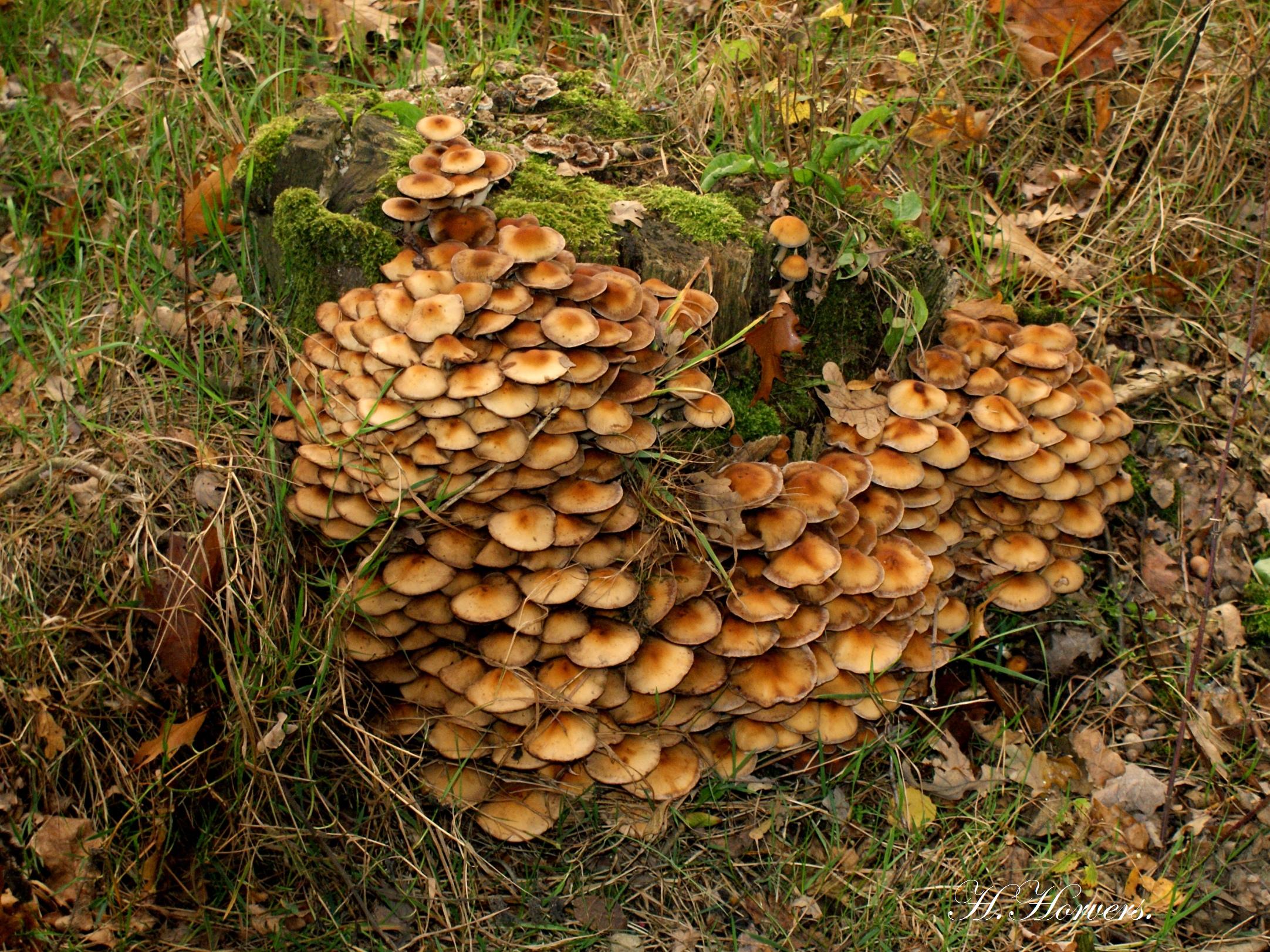 Paddestoelen  -  Zwammen 