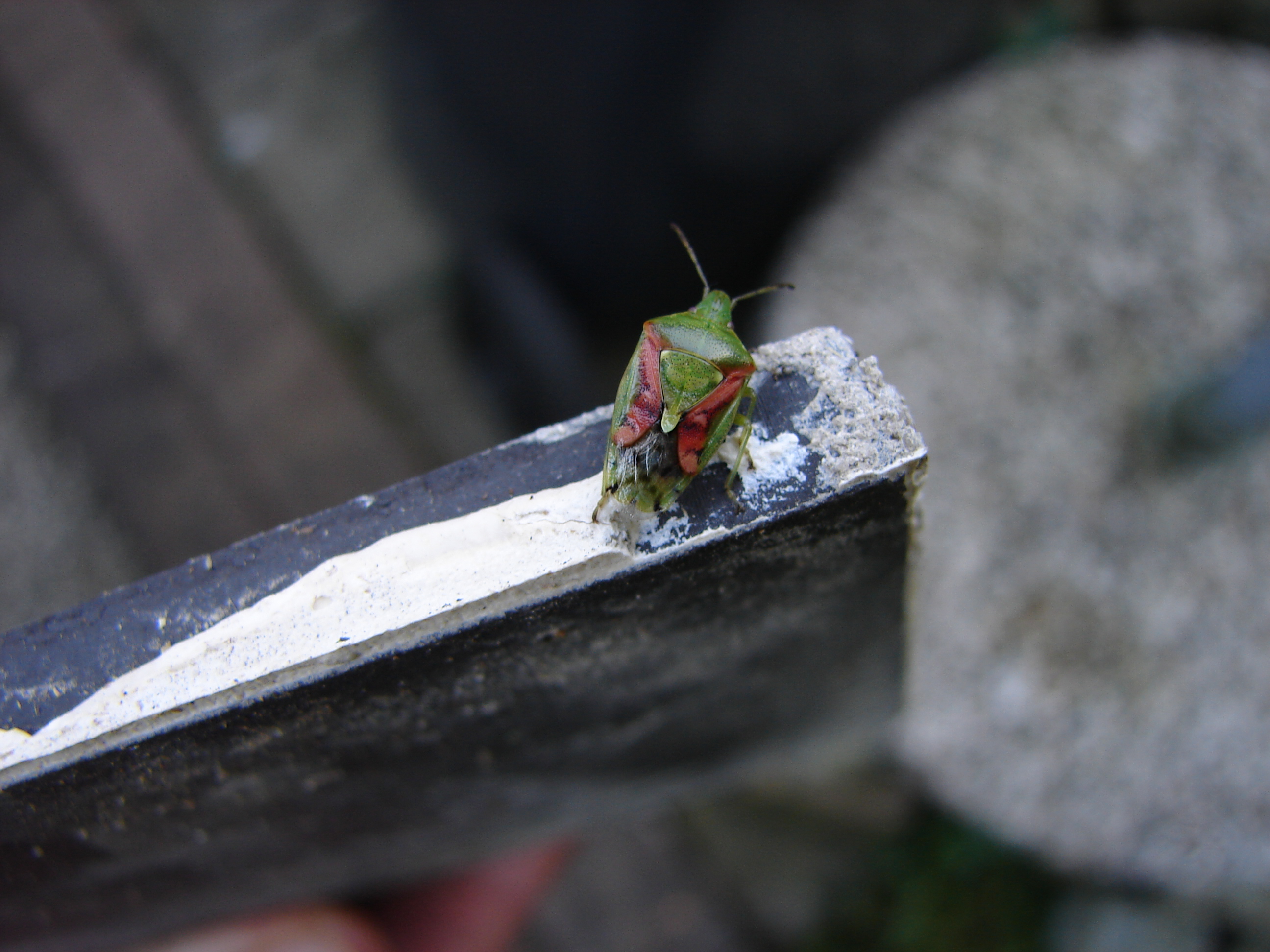 Vlinderachtige wants