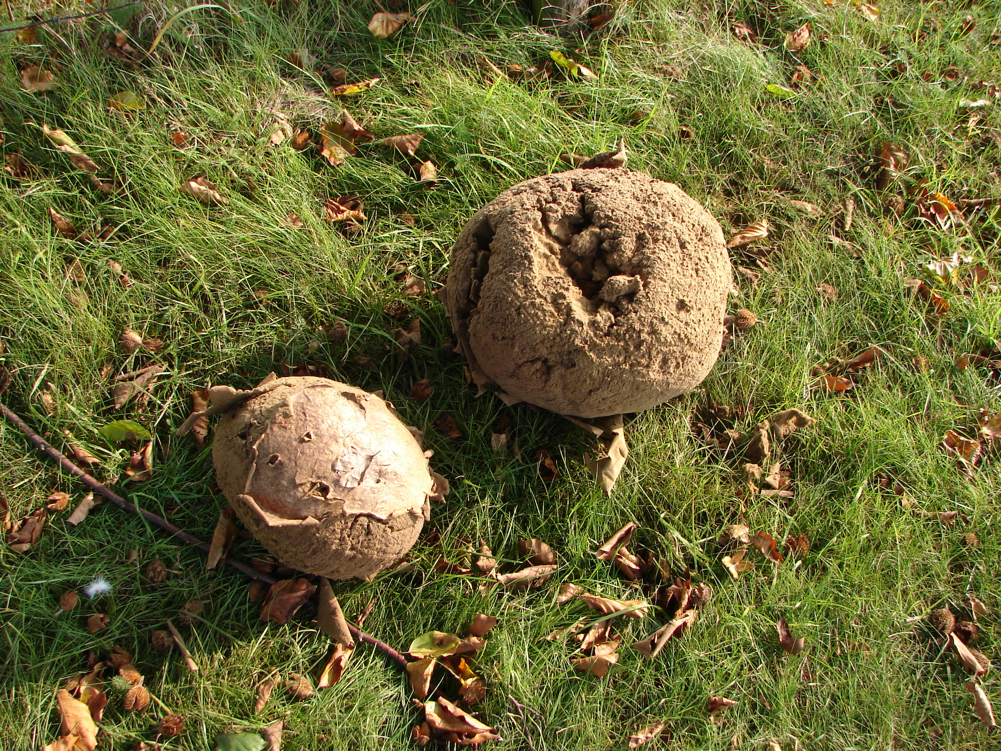 Een reus van een paddestoel