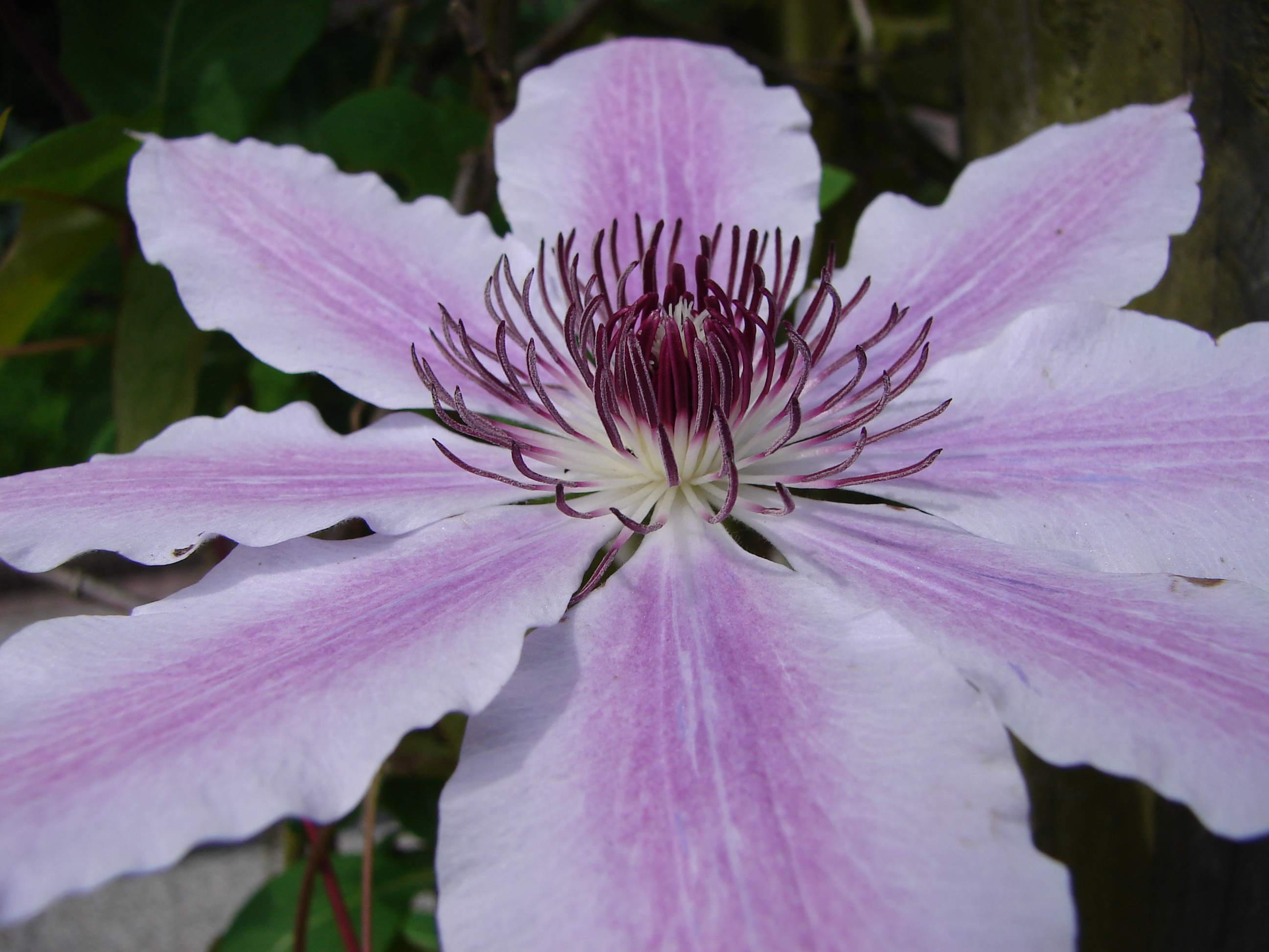 Clematis
