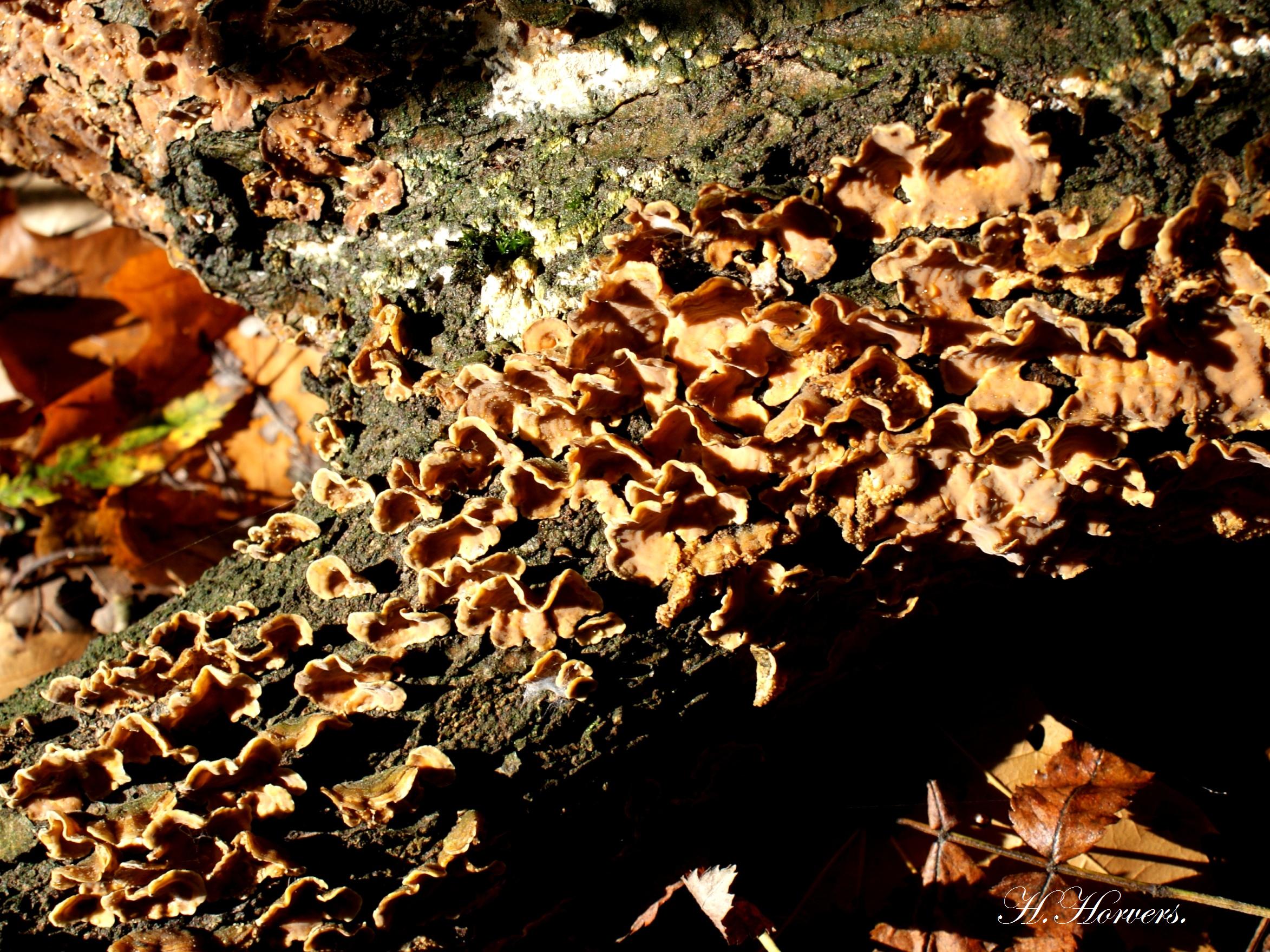 Paddestoelen - Zwammen