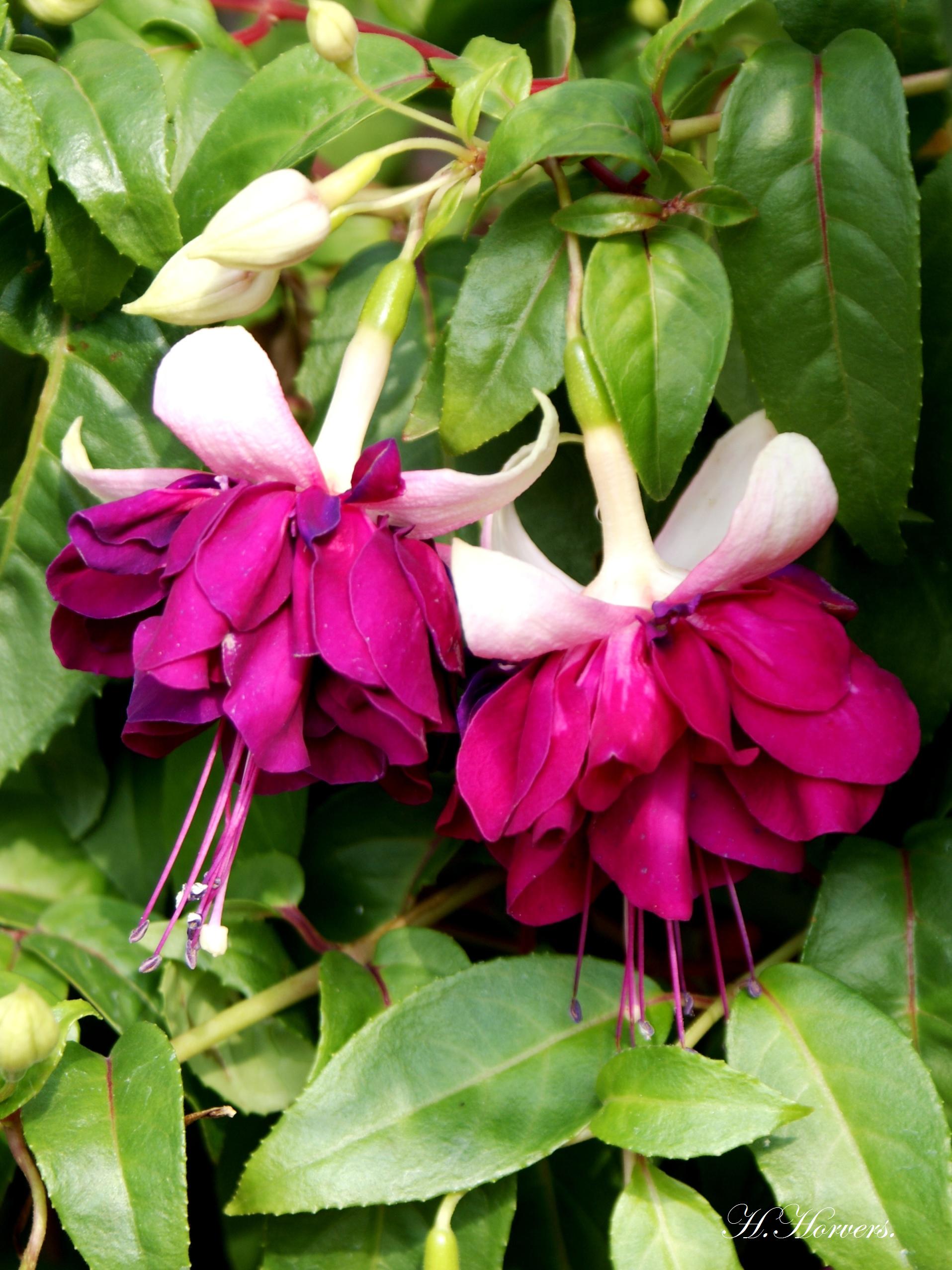 Fuchsia