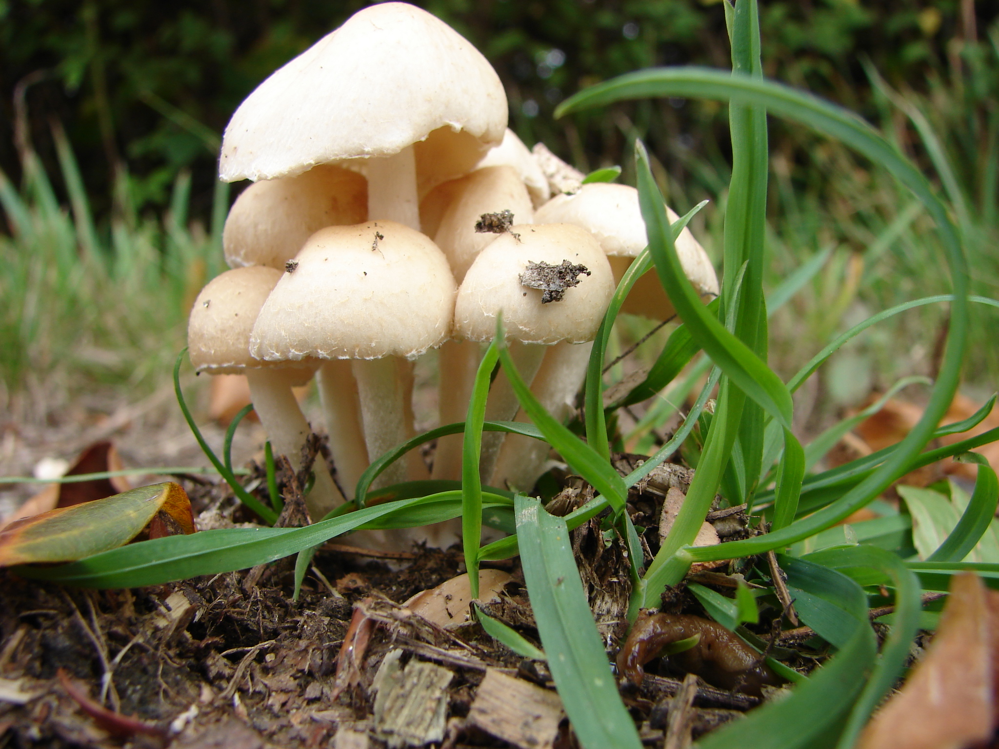 We groeien overal, zelfs op de weg