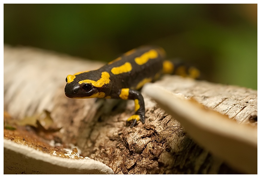 Vuursalamander (Salamandra Salamandra)