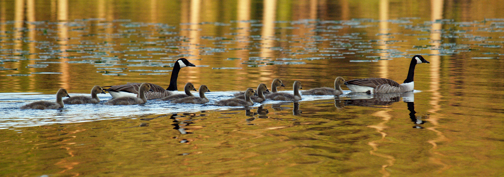 Canadagänse, Familie