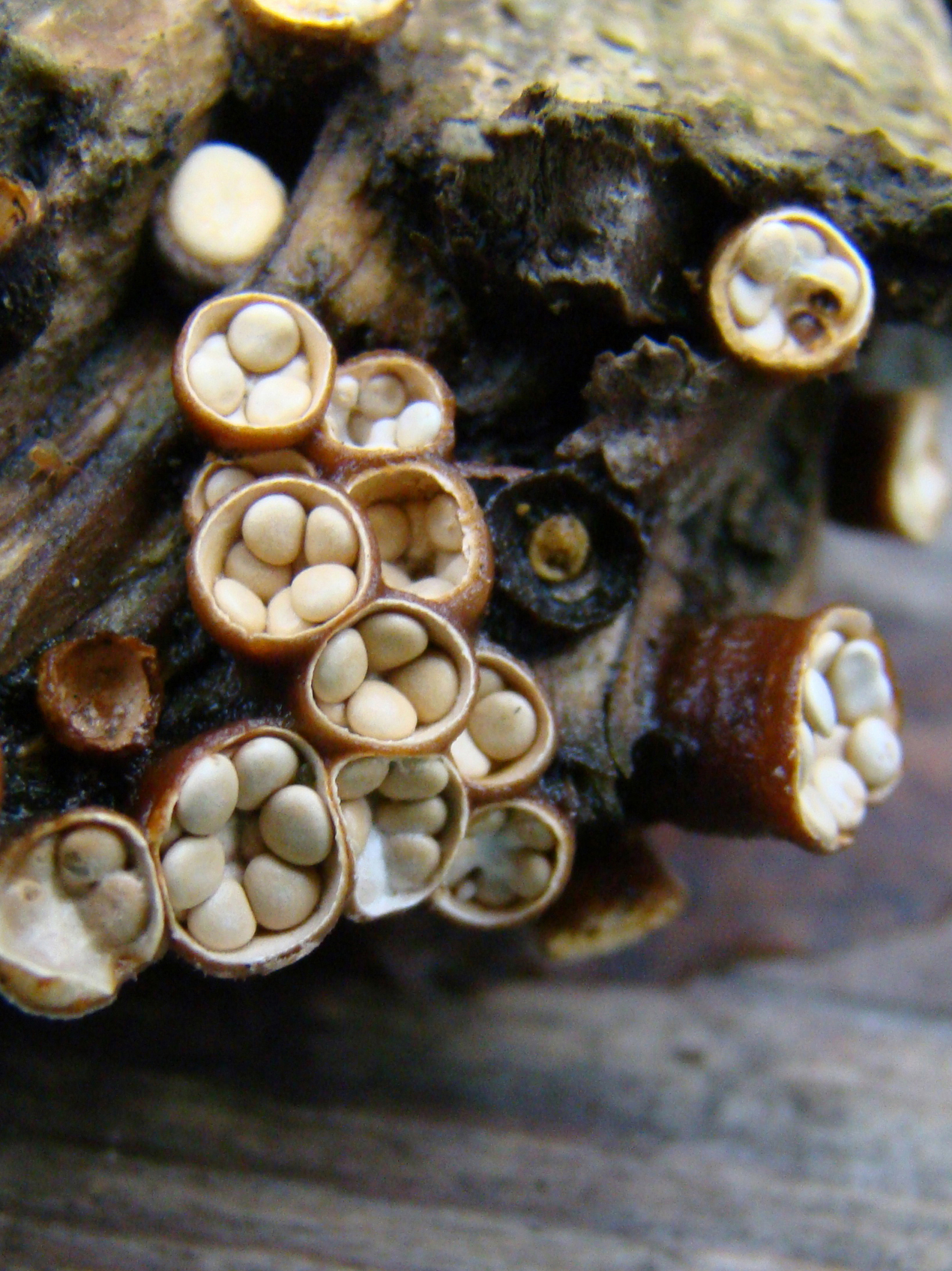 'eitjes' geel nestzwammetje