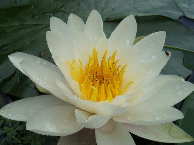 waterlelie