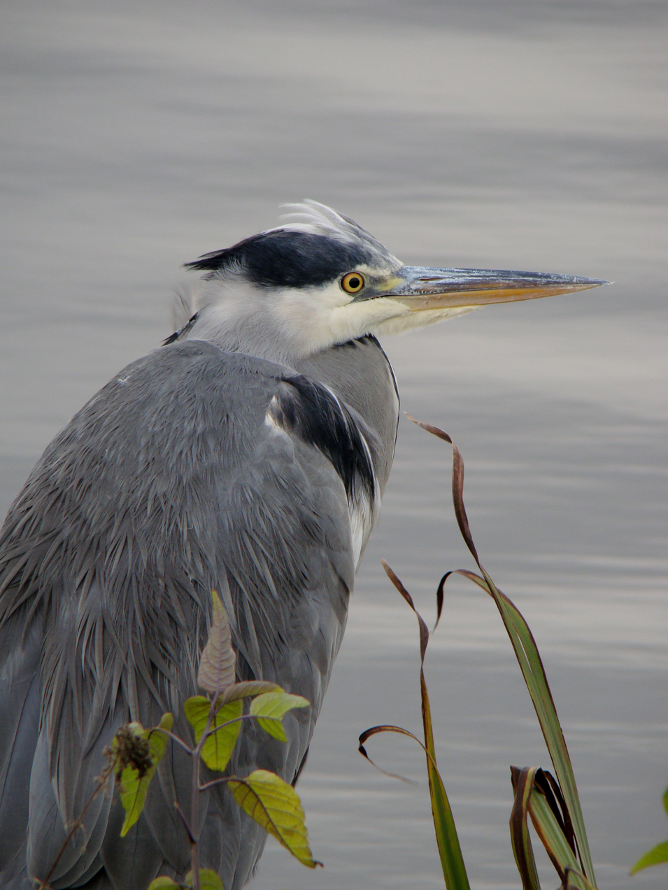 Blauwe reiger