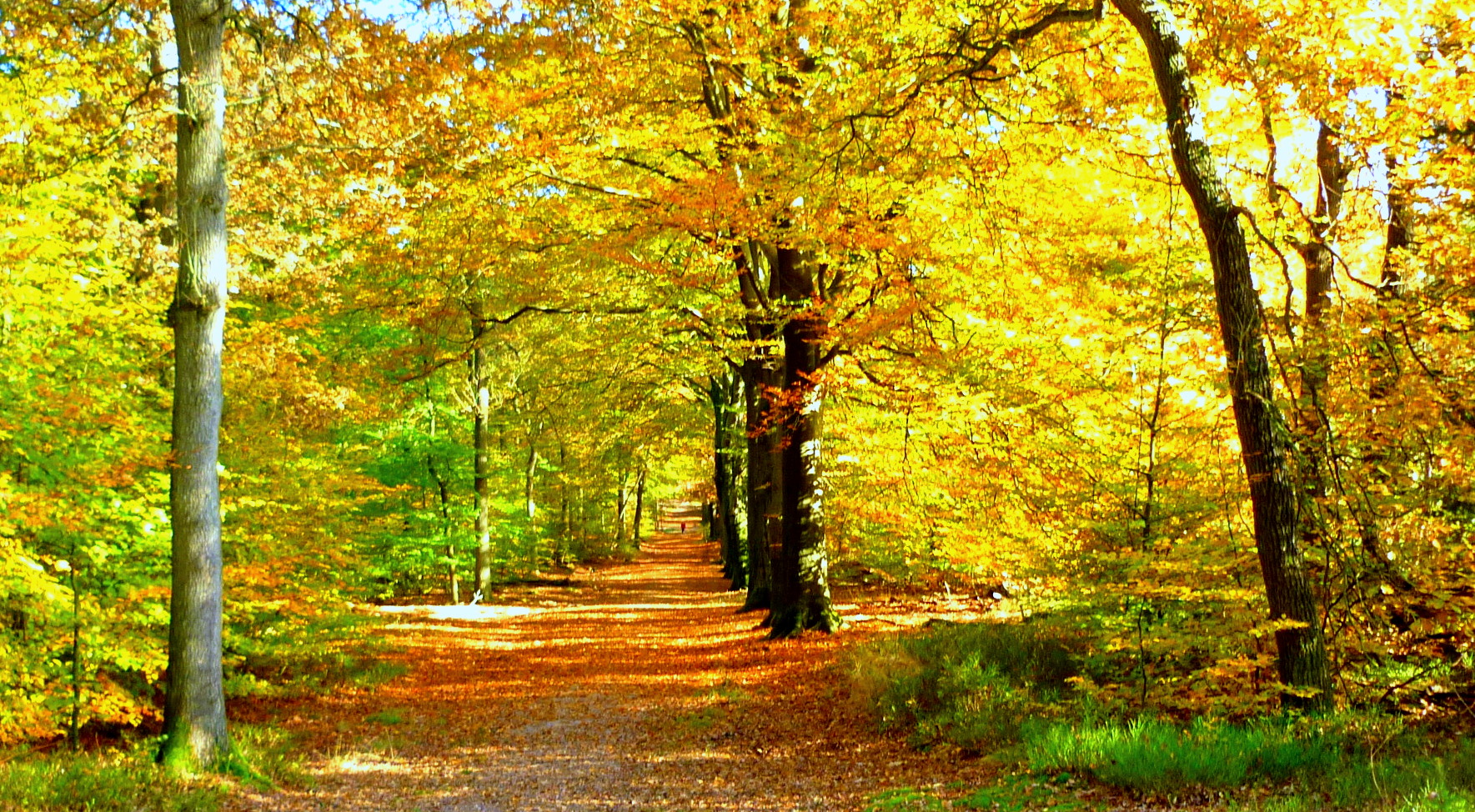 herfst in Hoenderloo
