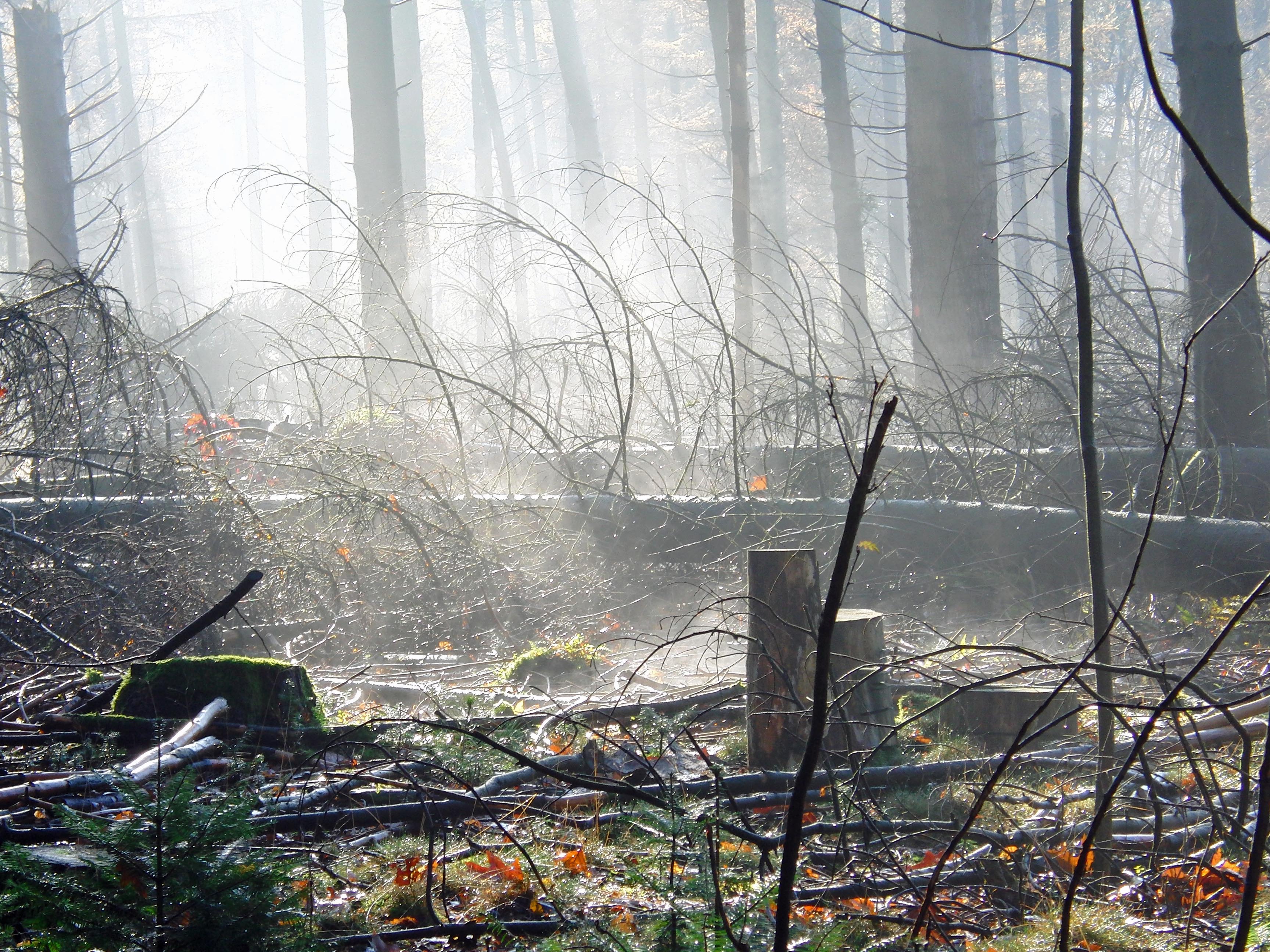 Speulderbos ontwaakt