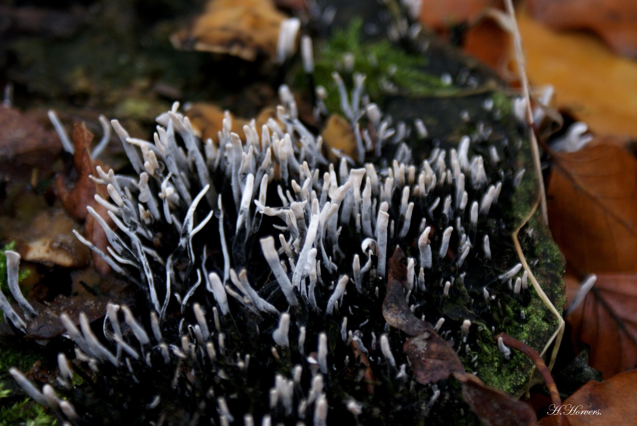 Paddestoelen-Zwammen