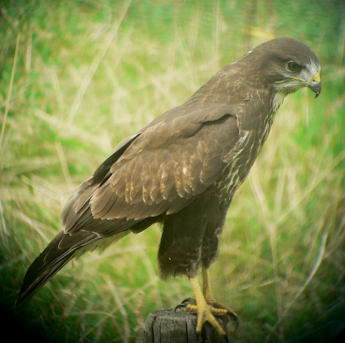 buizerd