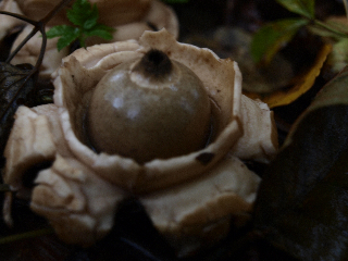 gekraagde aardster (Geastrum triplex)