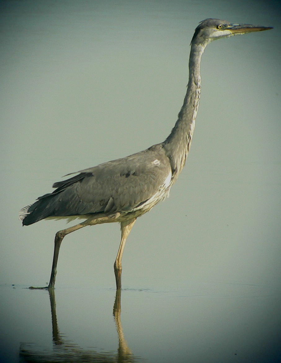 blauwe reiger