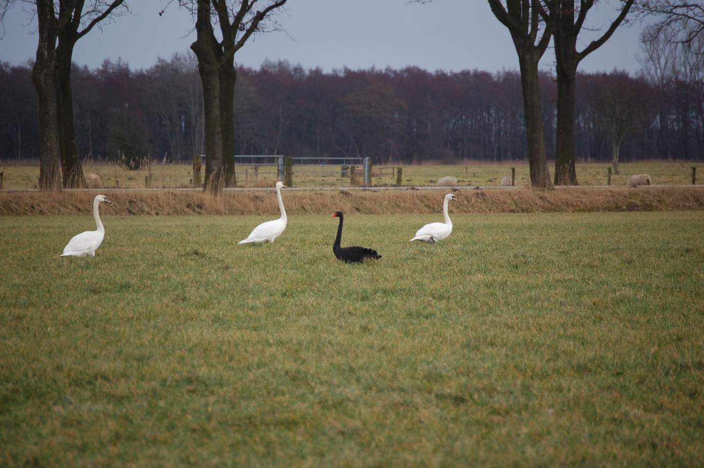 zwarte zwaan