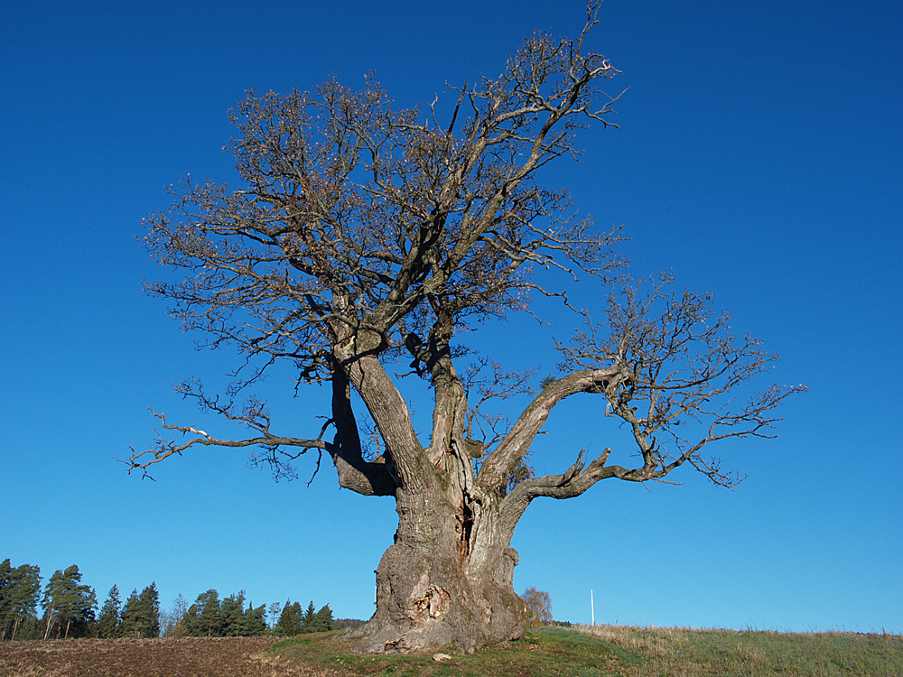 Eiche 1000Jahre alt