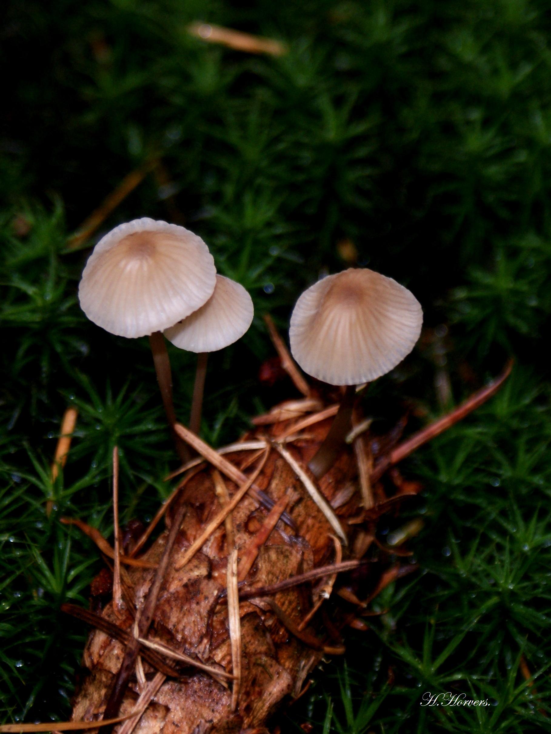 Paddestoelen-Zwammen