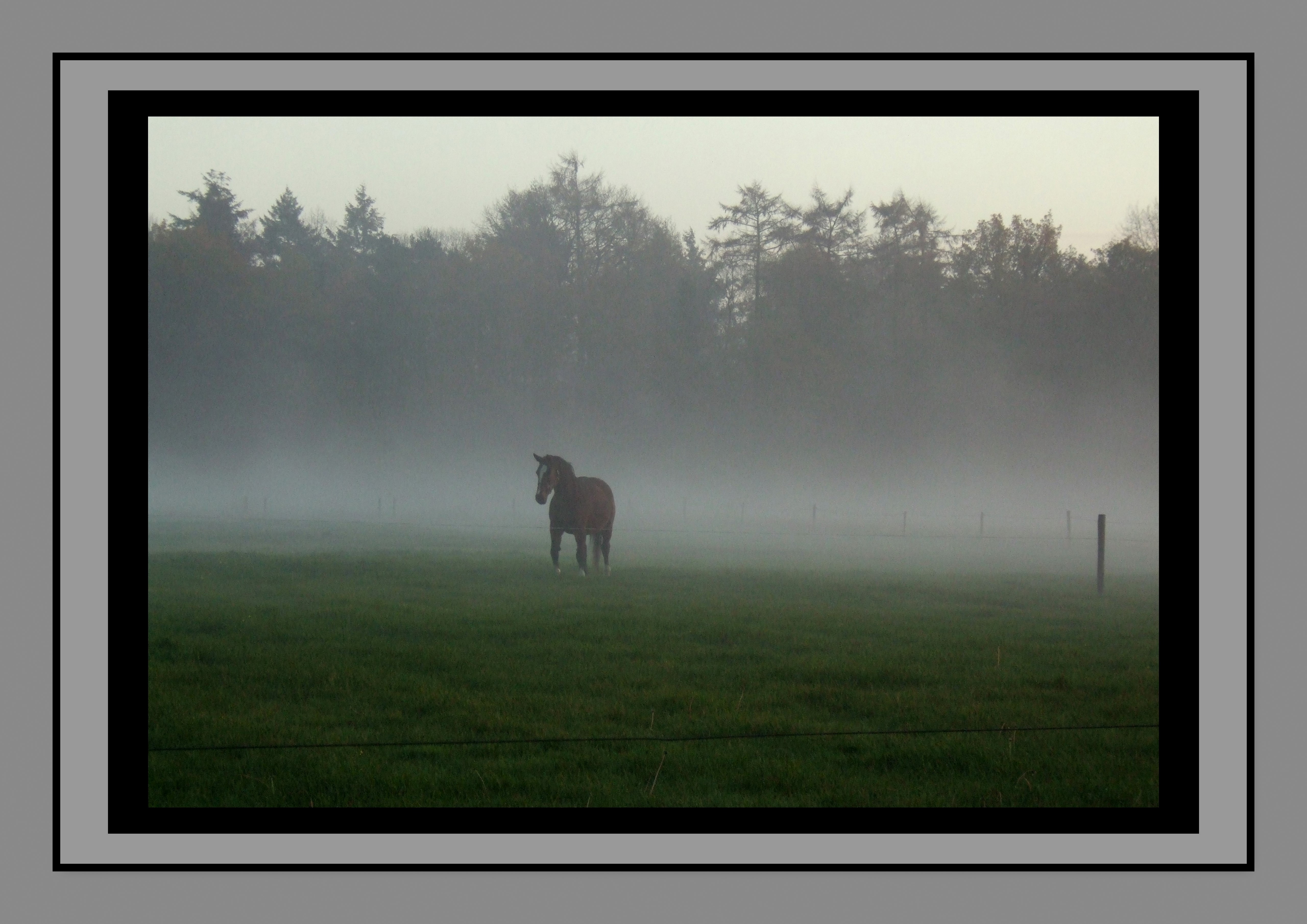 paard in de mist