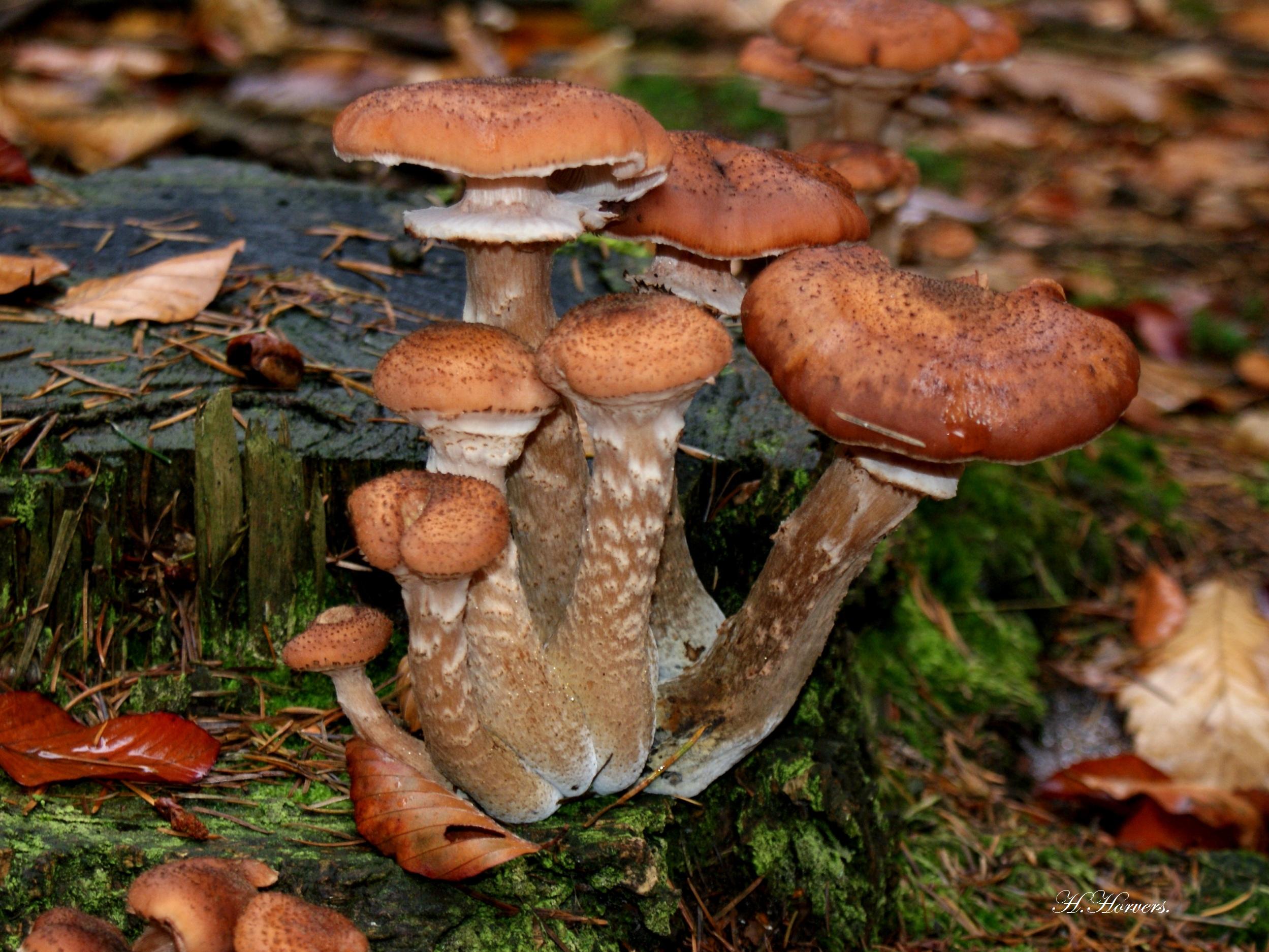 Paddestoelen-Zwammen