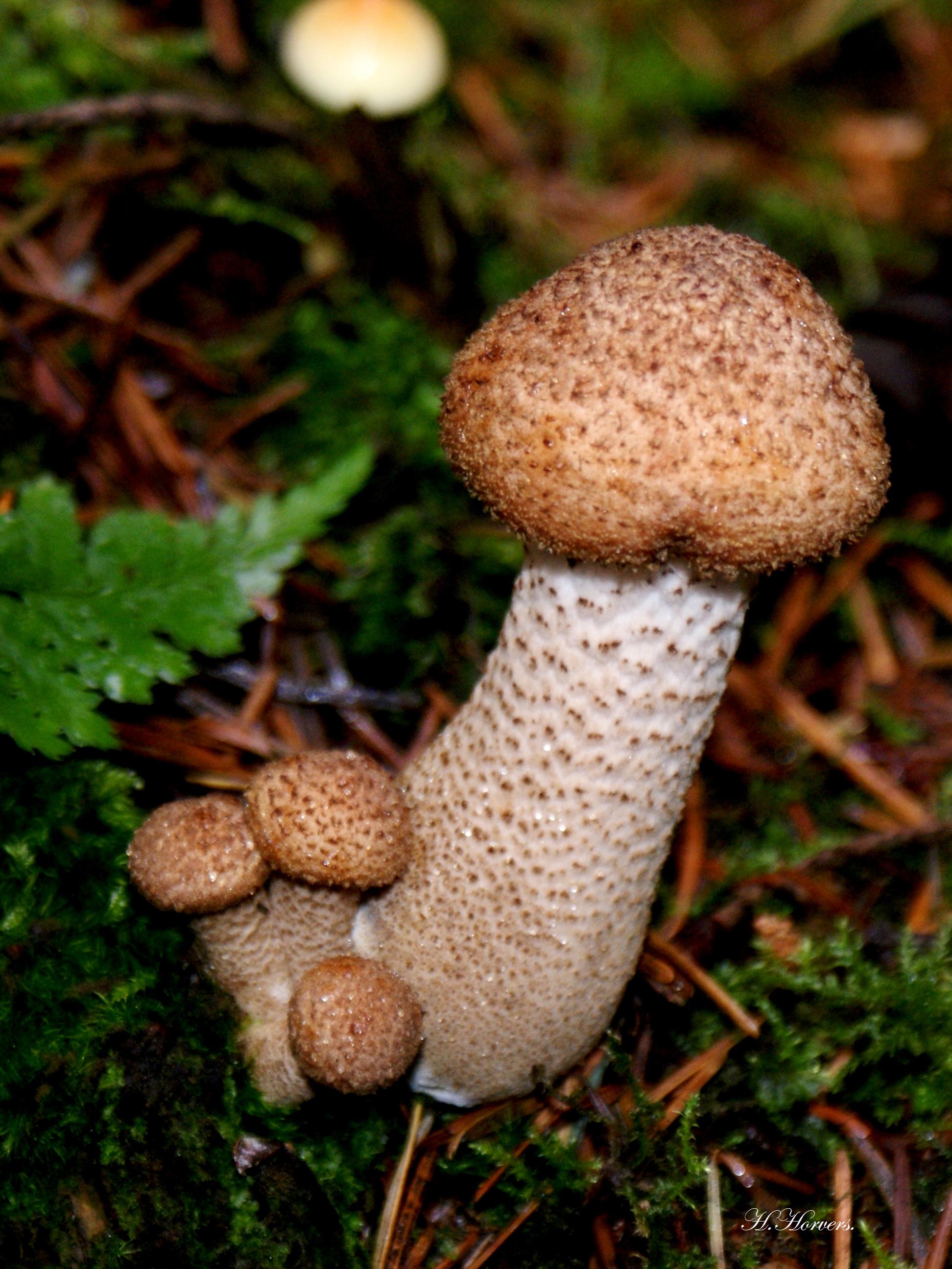 Paddestoelen-Zwammen