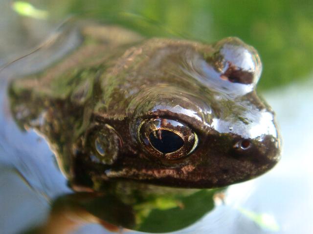 oog van kikker