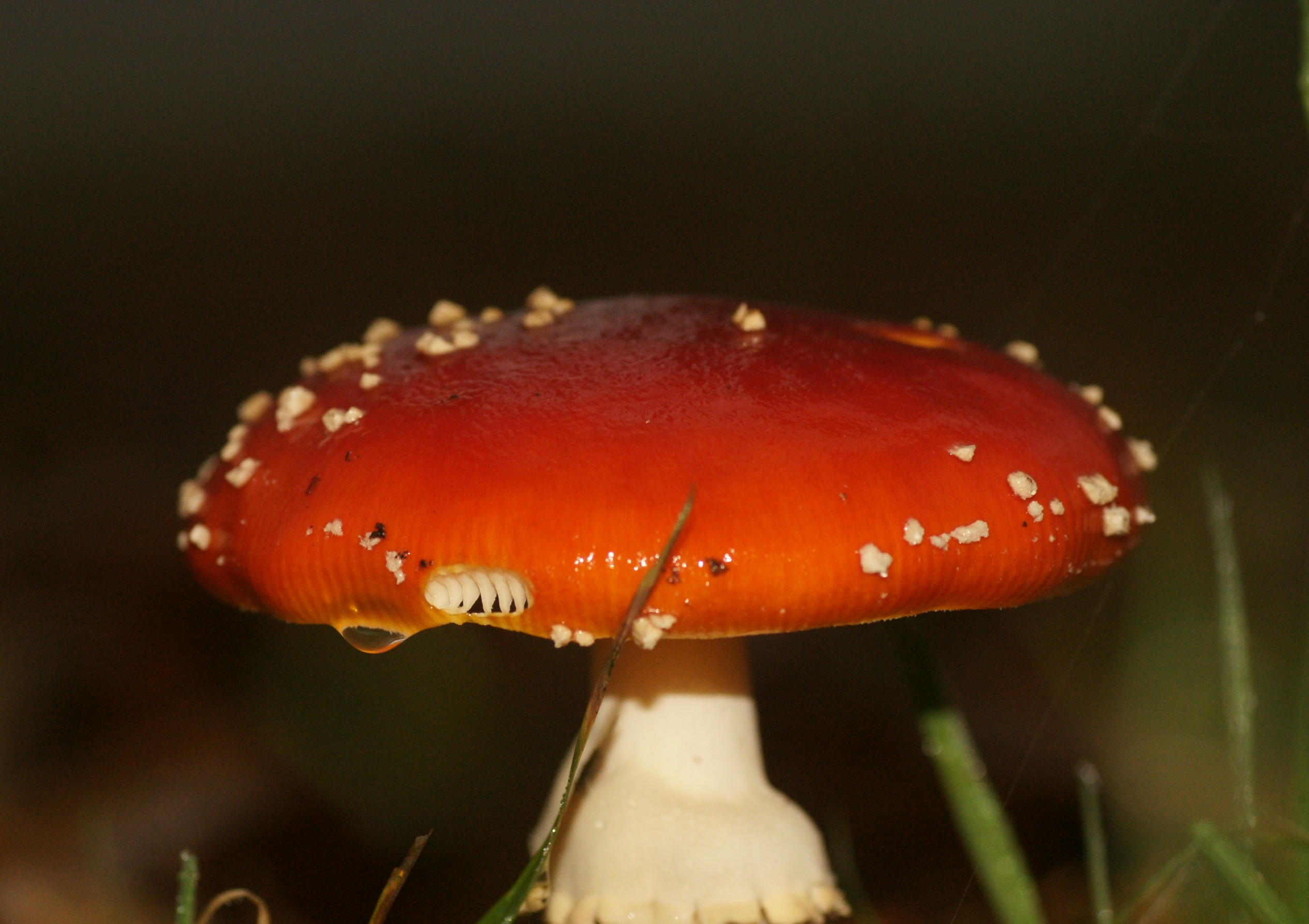 Waterlandsebos 08 11 2009