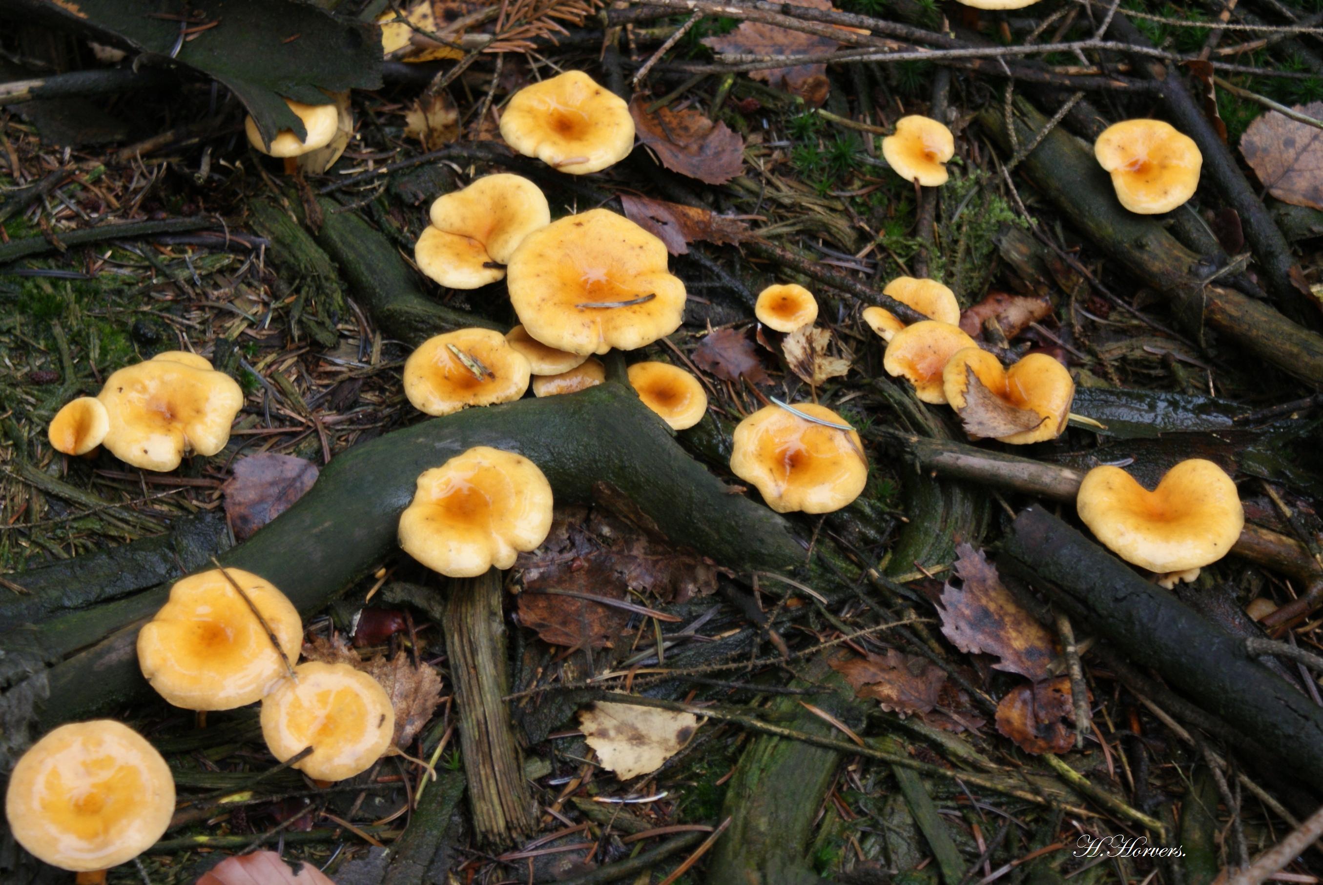 Paddestoelen-Zwammen