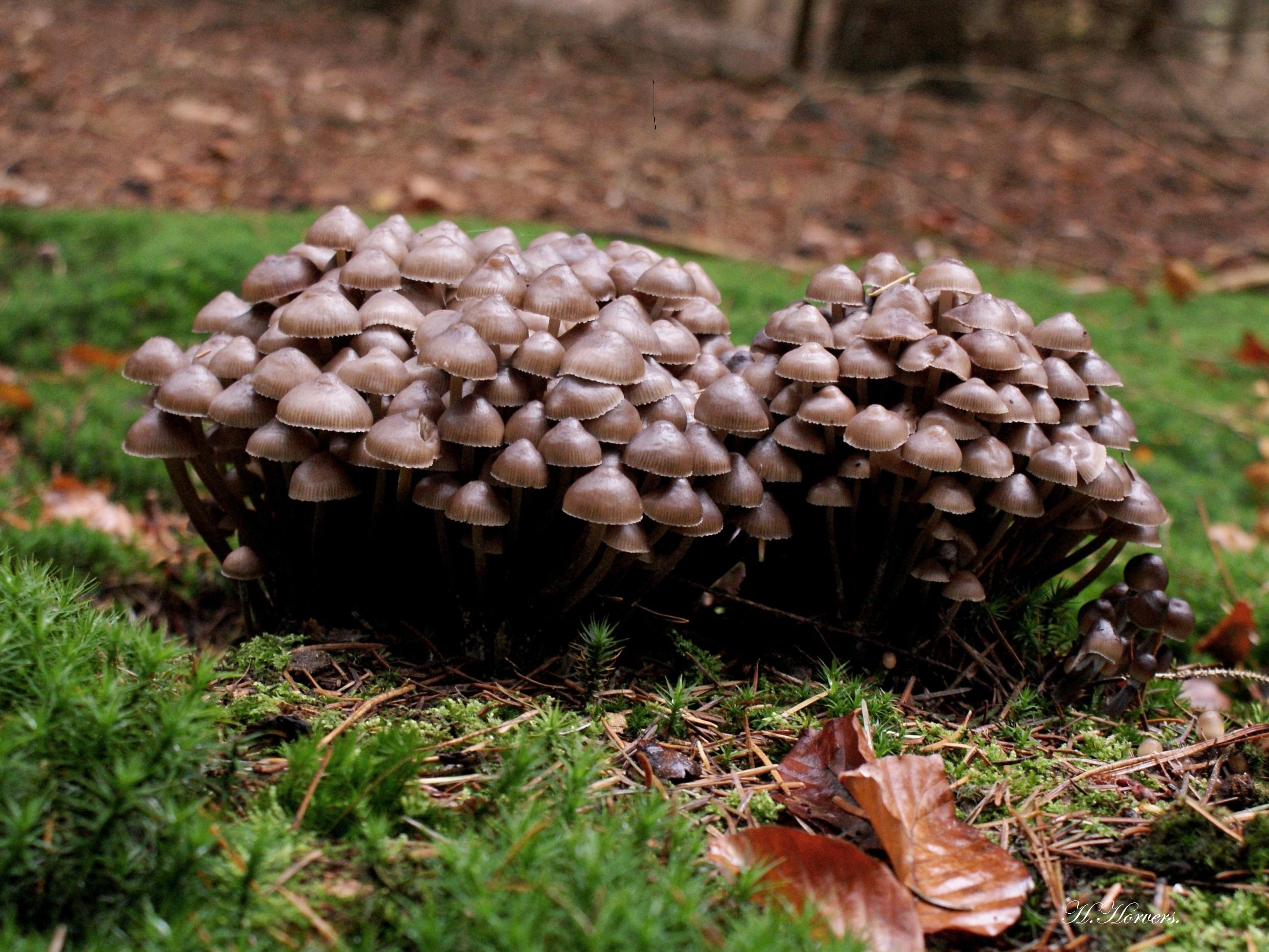 Paddestoelen-Zwammen