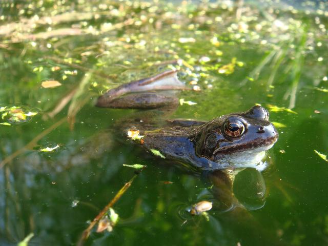 kikker drijft in water