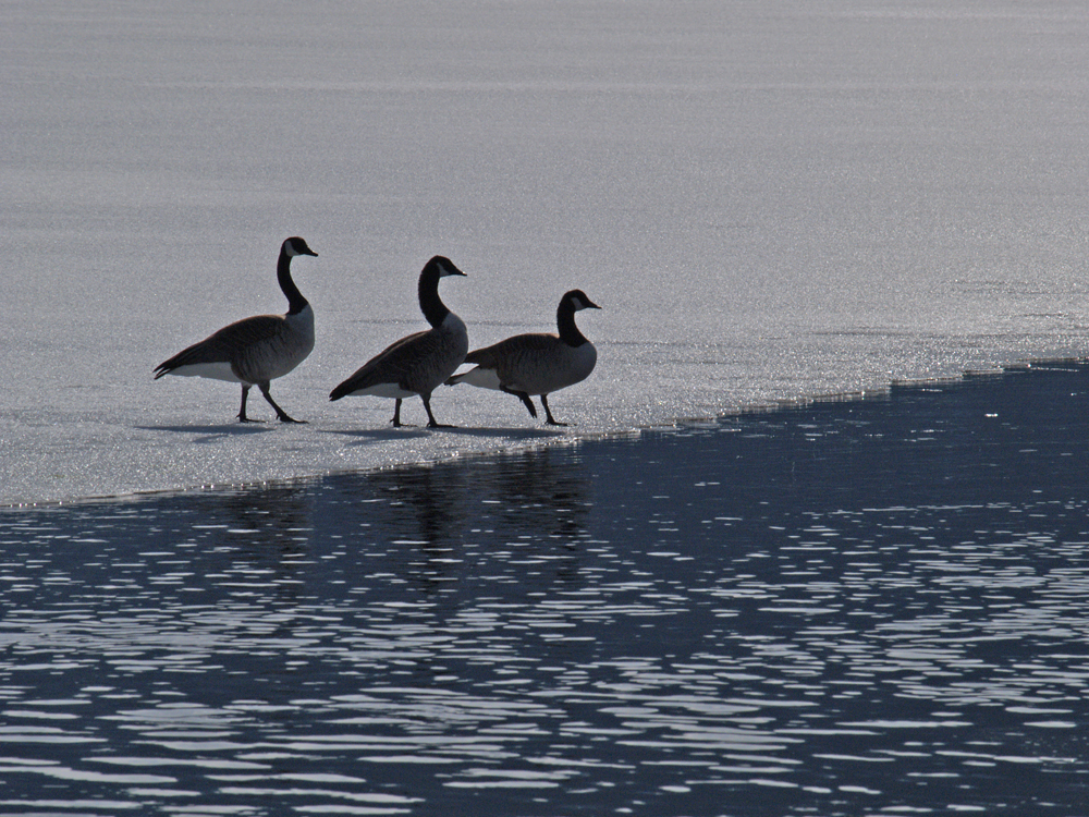 Canadagänse im Gegenlicht
