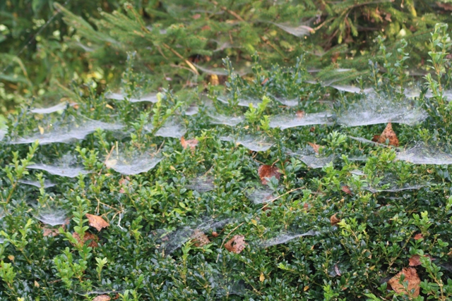 spinnenweb
