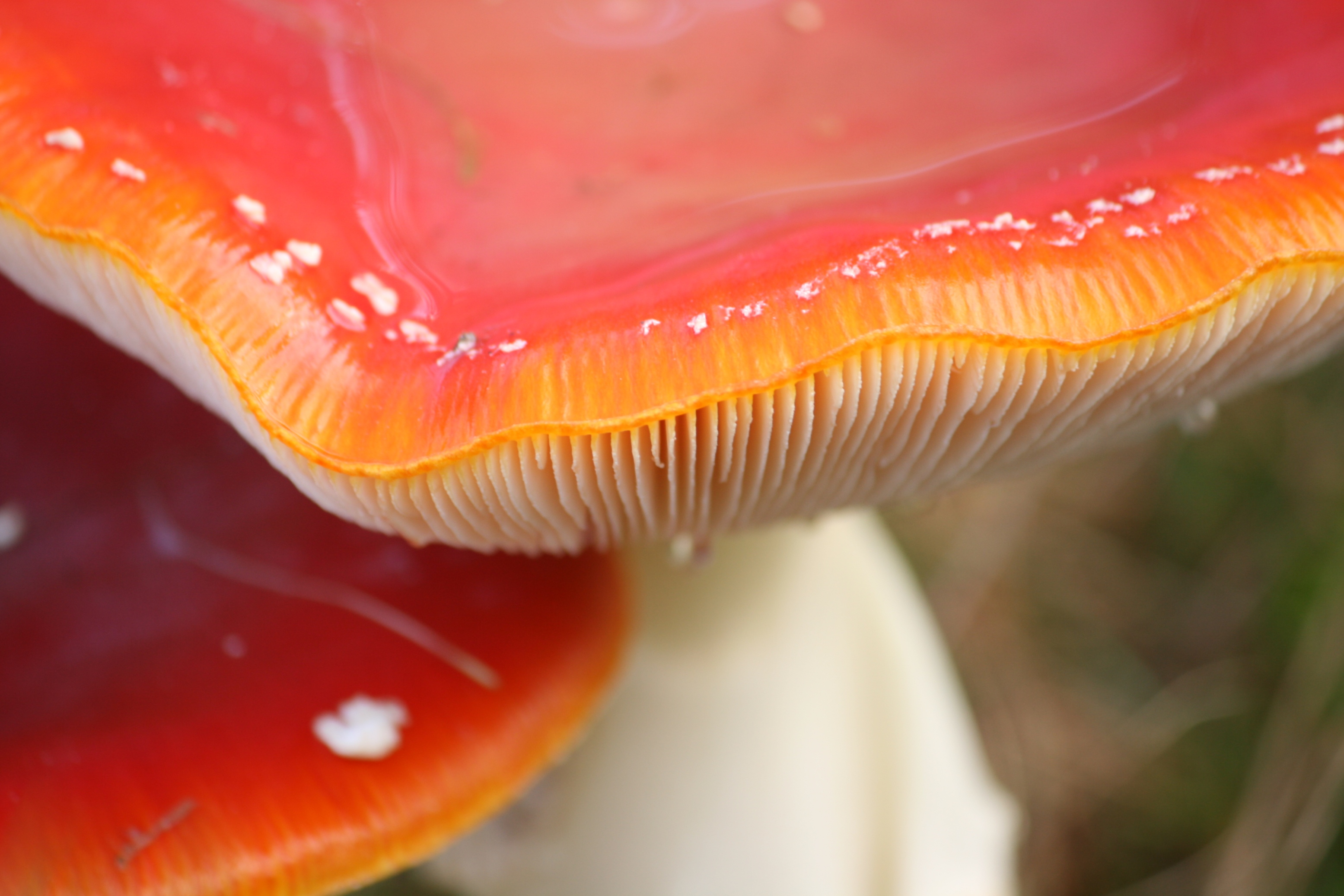 Vliegenzwam close up