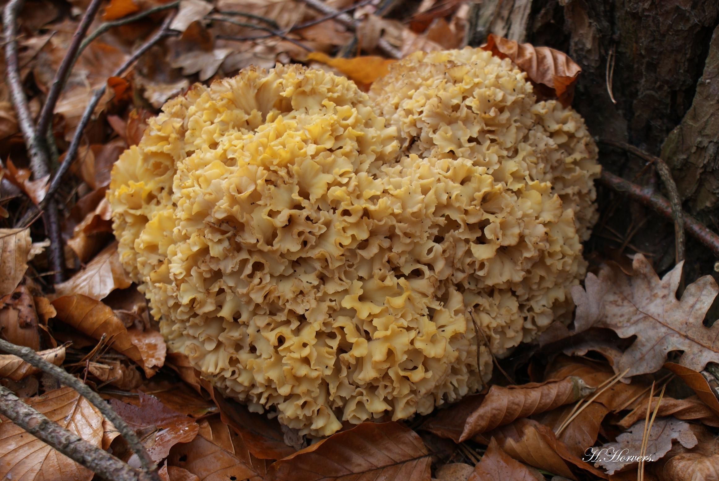 Paddestoelen-Zwammen