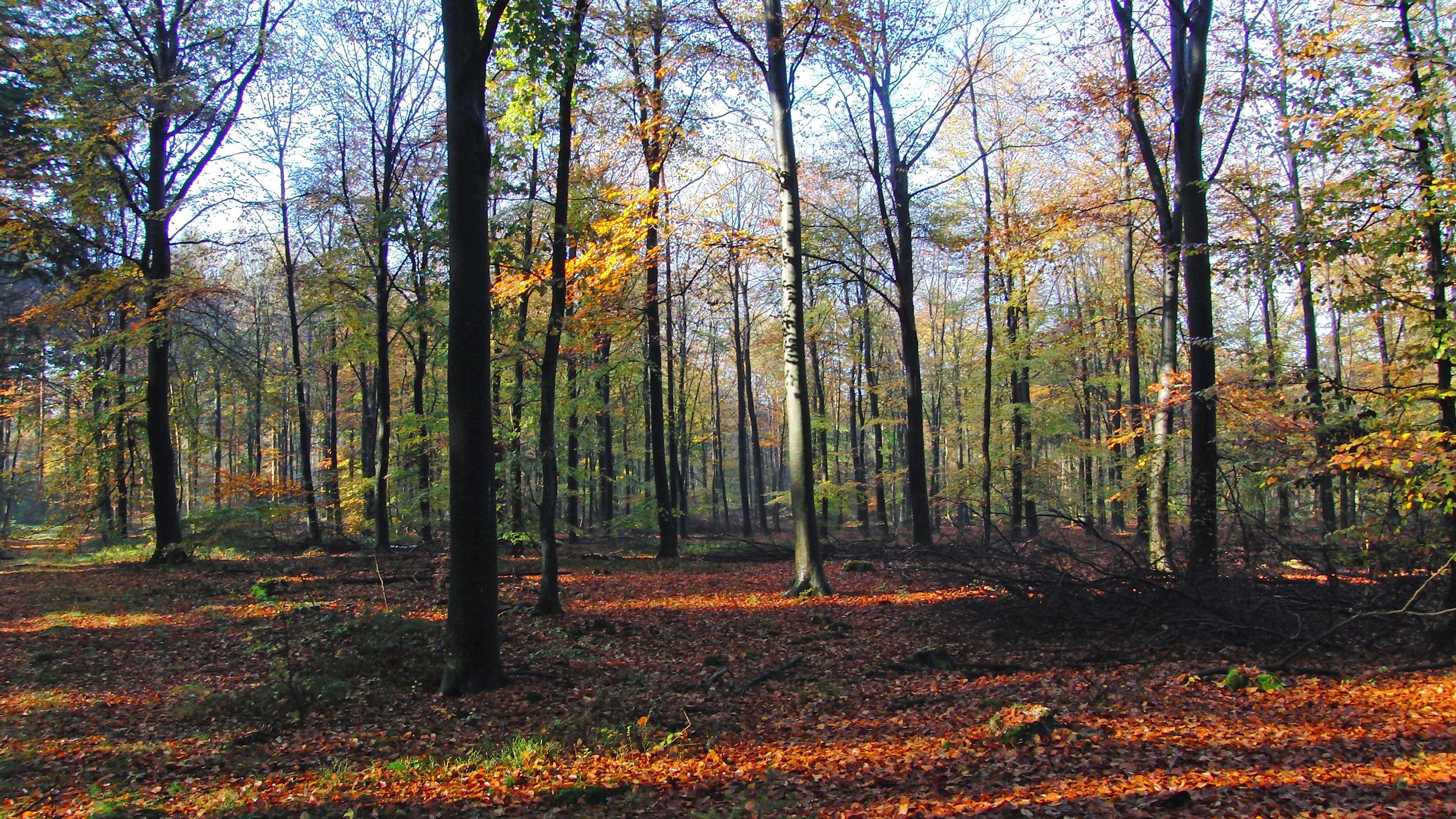 Speulderbos bij Ermelo