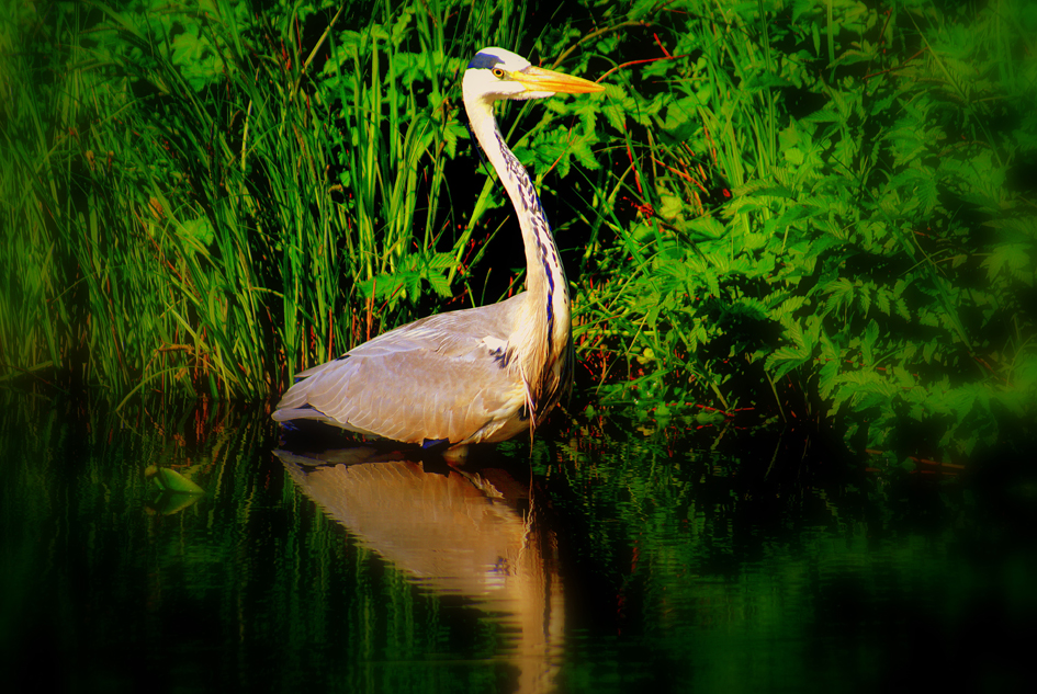 reiger in het groen
