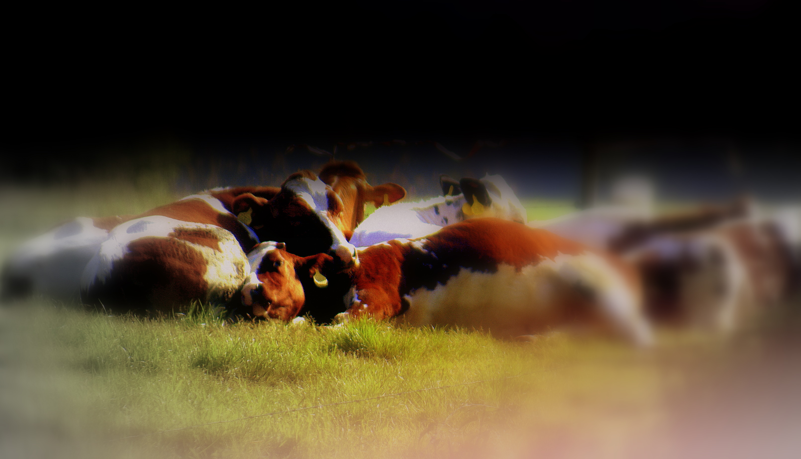 koeien in de ochtendmist