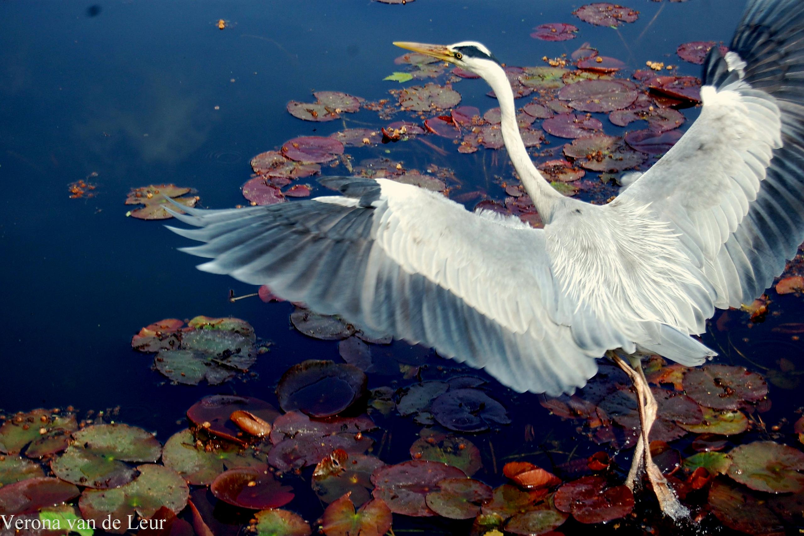 Lopen over het water