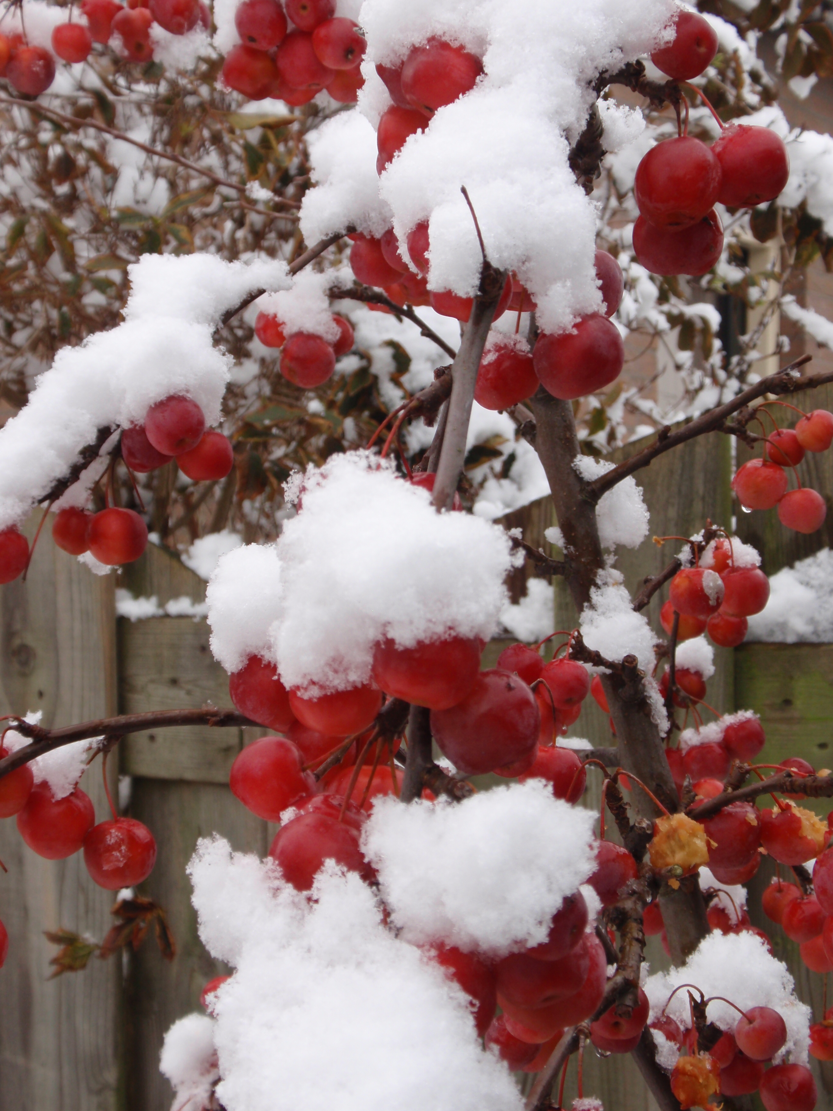 sierappeltjes onder de sneeuw