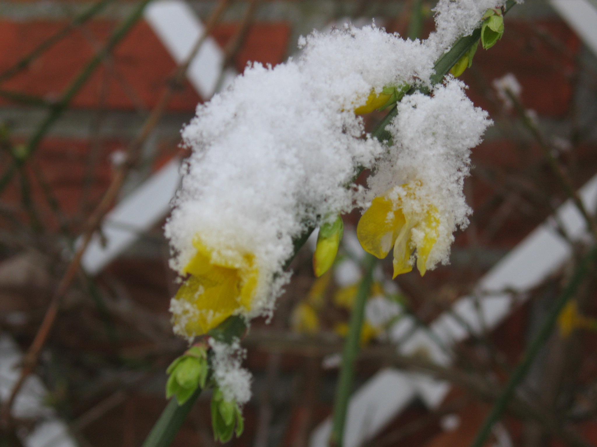 Besneeuwde winterjasmijn