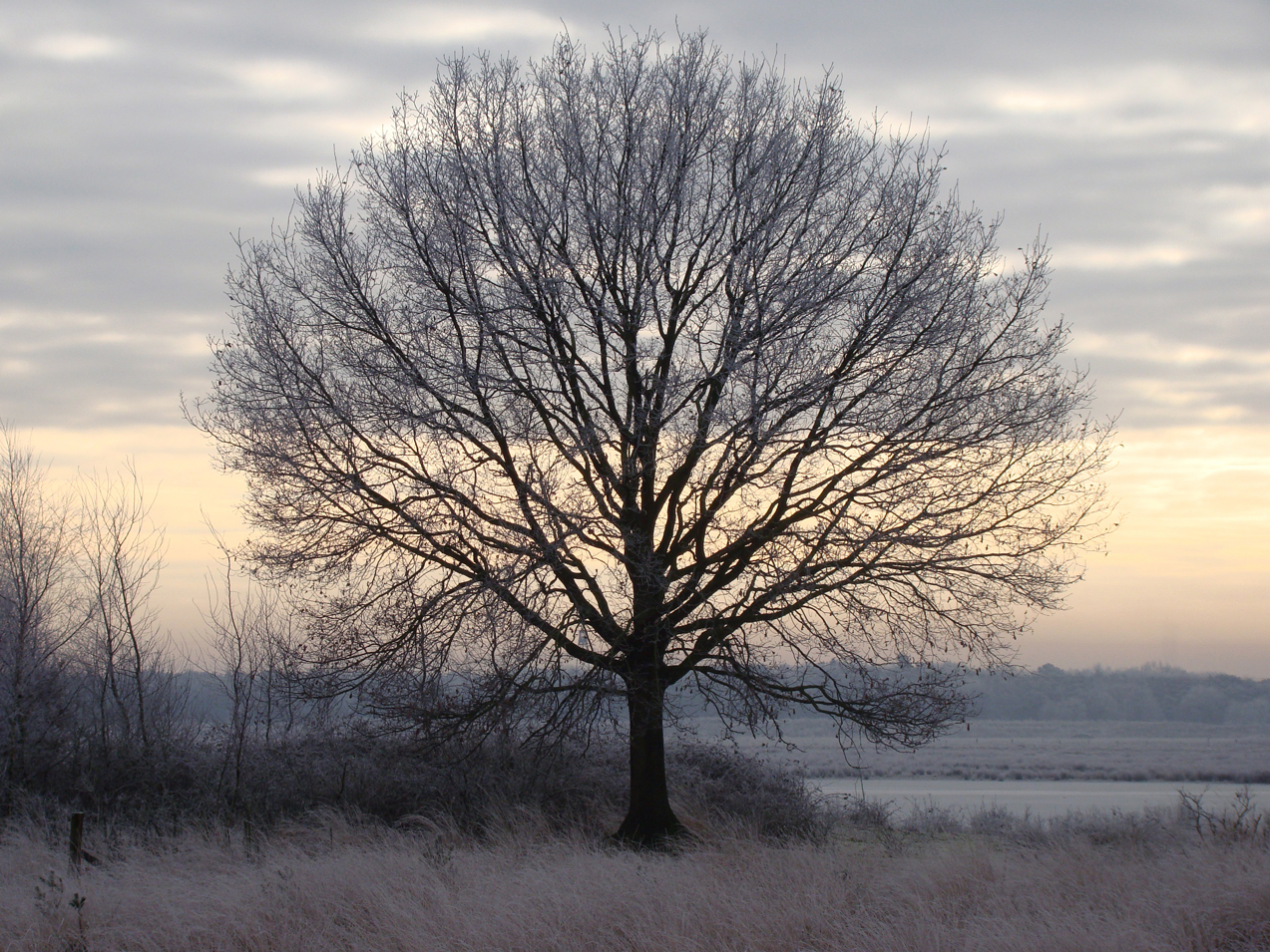 boom geeft zich bloot