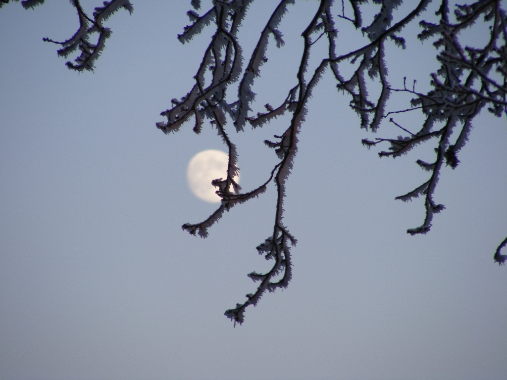 Rijp- maan in Langeveen