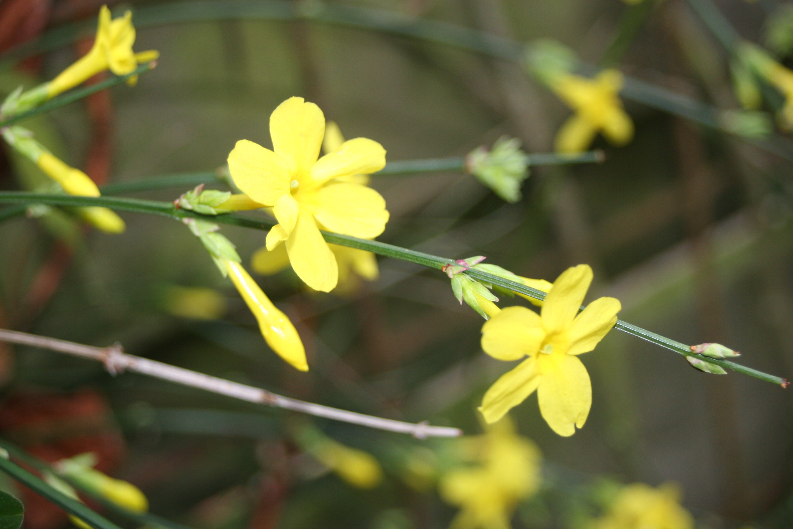 winterjasmijn