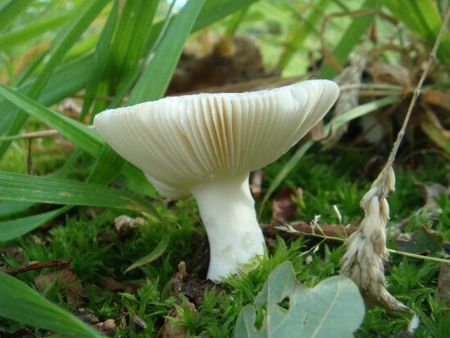 paddestoel in het mos