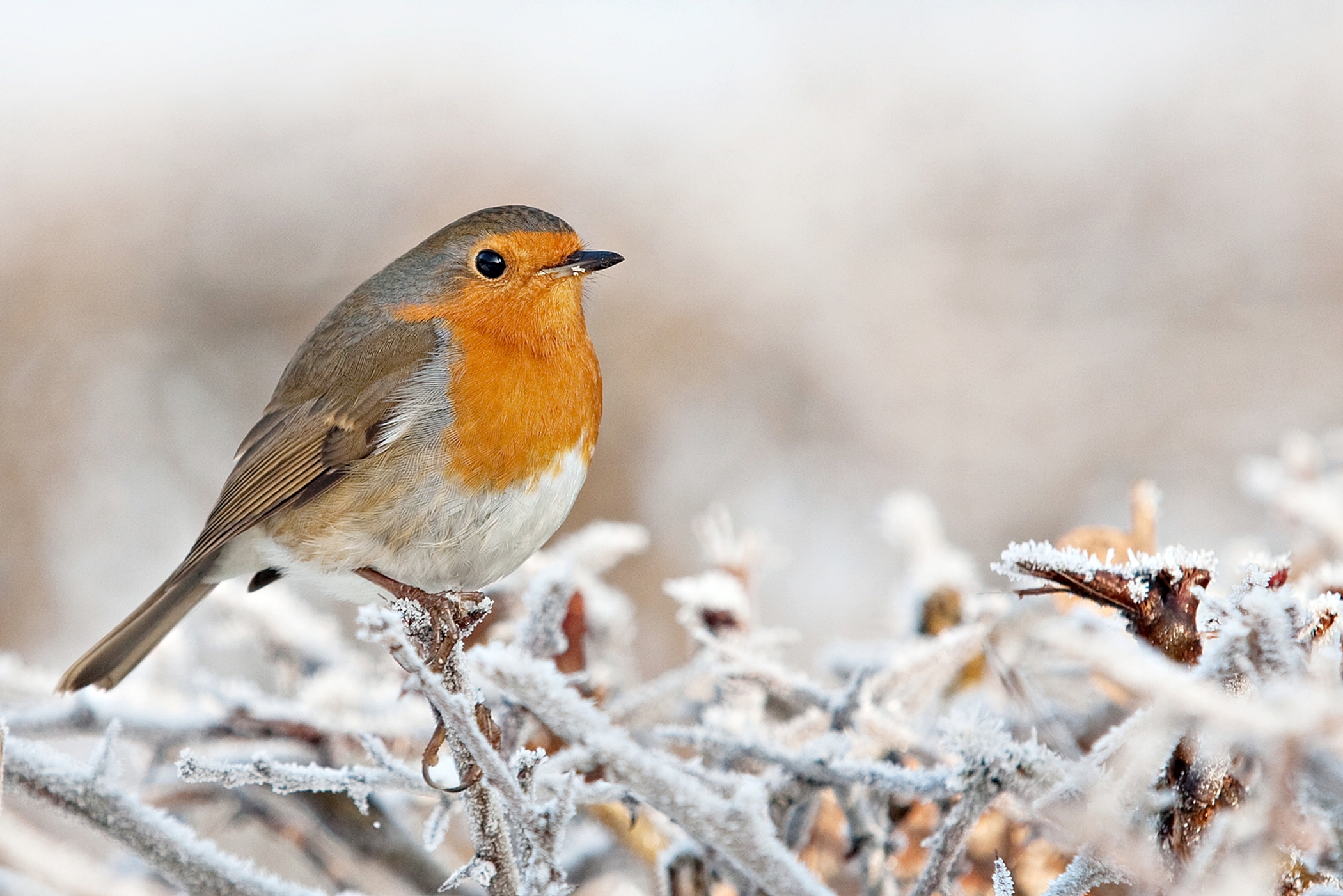 Roodborst in kerstsfeer